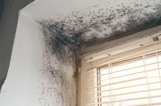 Affordable Mold Inspection And Testing solutions in Hillsdale, MI